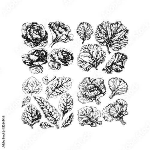 Set of collard engraving design vector template