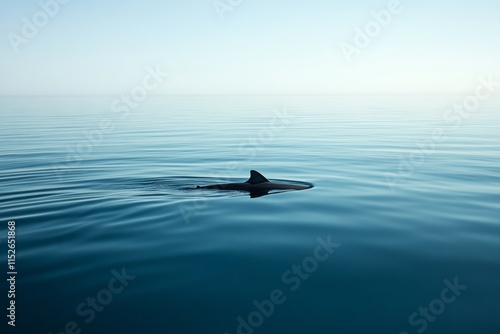 A single shark fin emerges from calm ocean water