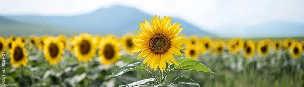 Vibrant field of sunflowers blooming under a clear blue sky sunflowers Vibrant field of sunflowers blooming under a clear blue sky sunflowers