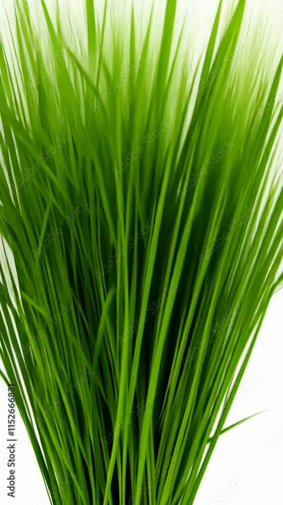 Vibrant green grass swaying gently in the breeze during a sunny afternoon outdoors Vibrant green grass swaying gently in the breeze during a sunny afternoon outdoors