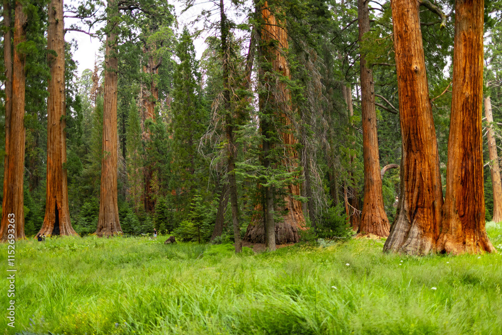 Obraz premium Towering sequoia trees cast a warm glow on the road at sunset, inviting visitors to explore the beauty of the national park.