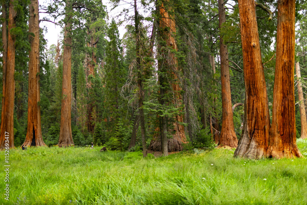 Fototapeta premium Towering sequoia trees cast a warm glow on the road at sunset, inviting visitors to explore the beauty of the national park.