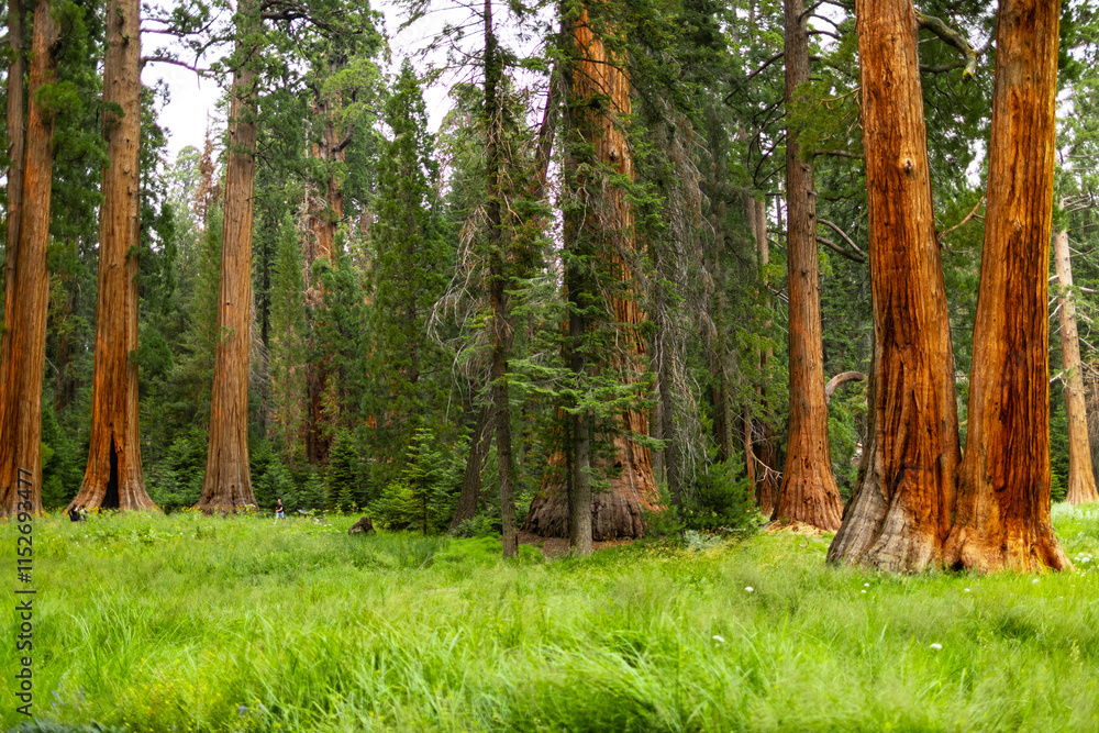 Obraz premium Towering sequoia trees cast a warm glow on the road at sunset, inviting visitors to explore the beauty of the national park.