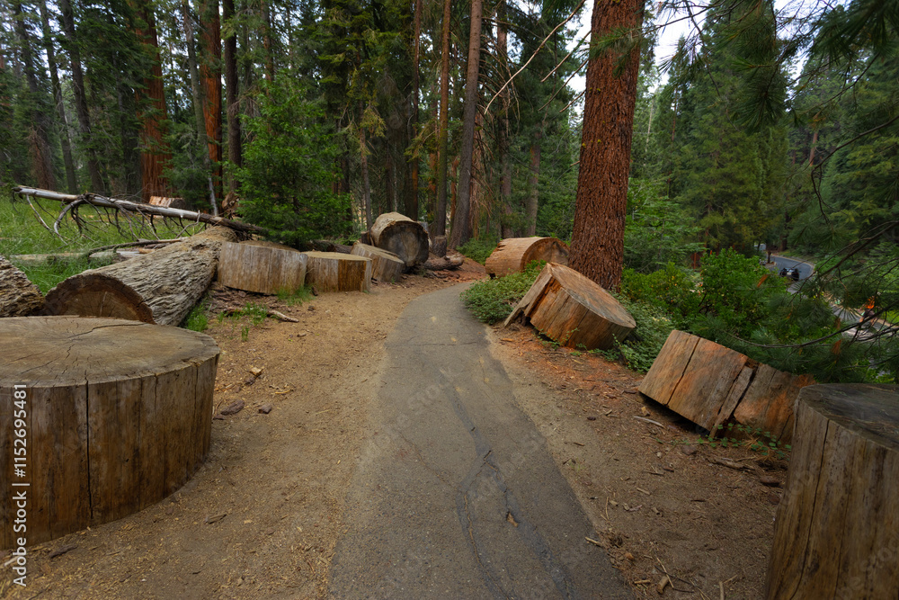 Towering sequoia trees cast a warm glow on the road at sunset, inviting visitors to explore the beauty of the national park. Towering sequoia trees cast a warm glow on the road at sunset, inviting visitors to explore the beauty of the national park.