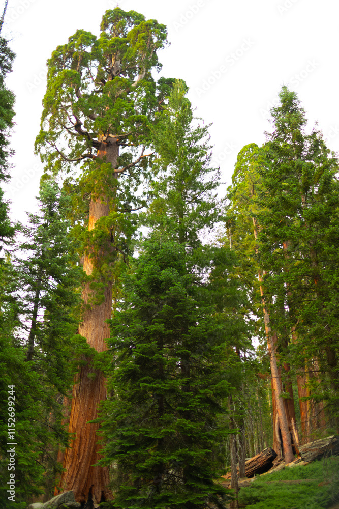 Fototapeta premium Visitors drive through a massive sequoia tree, creating a remarkable natural landmark set among towering forest trees under bright sunlight.