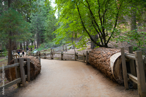 Visitors drive through a massive sequoia tree, creating a remarkable natural landmark set among towering forest trees under bright sunlight. photo