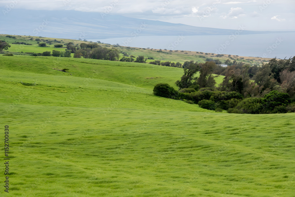 Fototapeta premium Lush Green Landscape