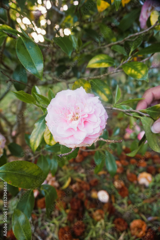 Beautiful Camellia japonica 'Omega' flower in the garden. Beautiful Camellia japonica 'Omega' flower in the garden.