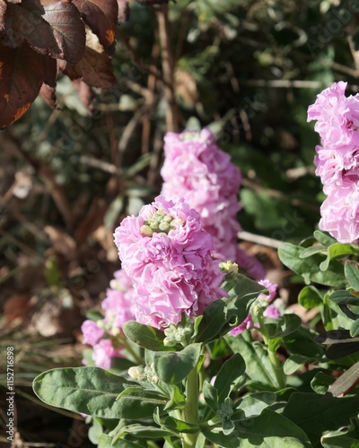 接写したストックの花