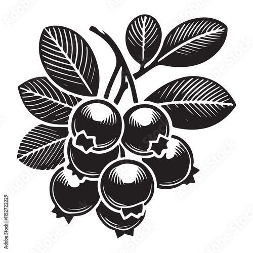 Cranberry Silhouette Vector Illustration, Solid White Background.