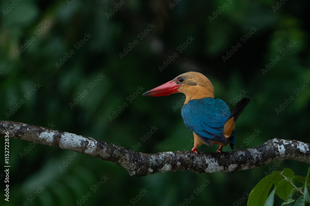 Fototapeta premium The stork-billed kingfisher (Pelargopsis capensis)