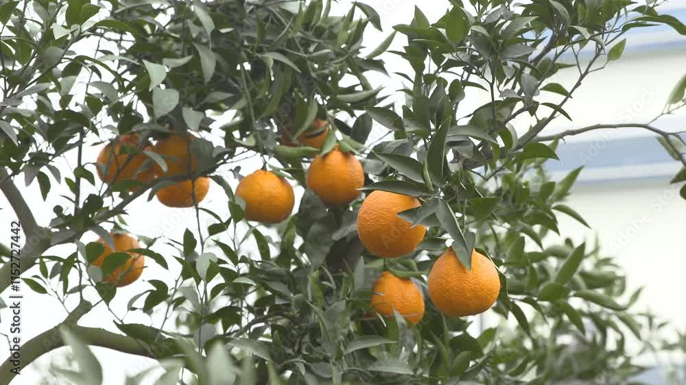 Ugly oranges hang from trees in a serene orchard setting during the pipa harvest season Ugly oranges hang from trees in a serene orchard setting during the pipa harvest season