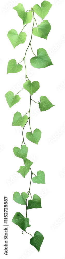 Fototapeta premium High-Quality PNG of Green leaves of Vine plant ivy (Coccinia grandis) Isolated on White Background – High Resolution