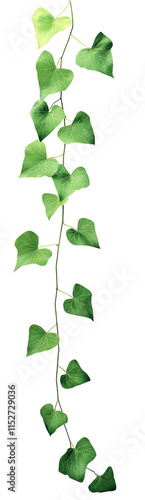 High-Quality PNG of Green leaves of Vine plant ivy (Coccinia grandis) Isolated on White Background – High Resolution photo