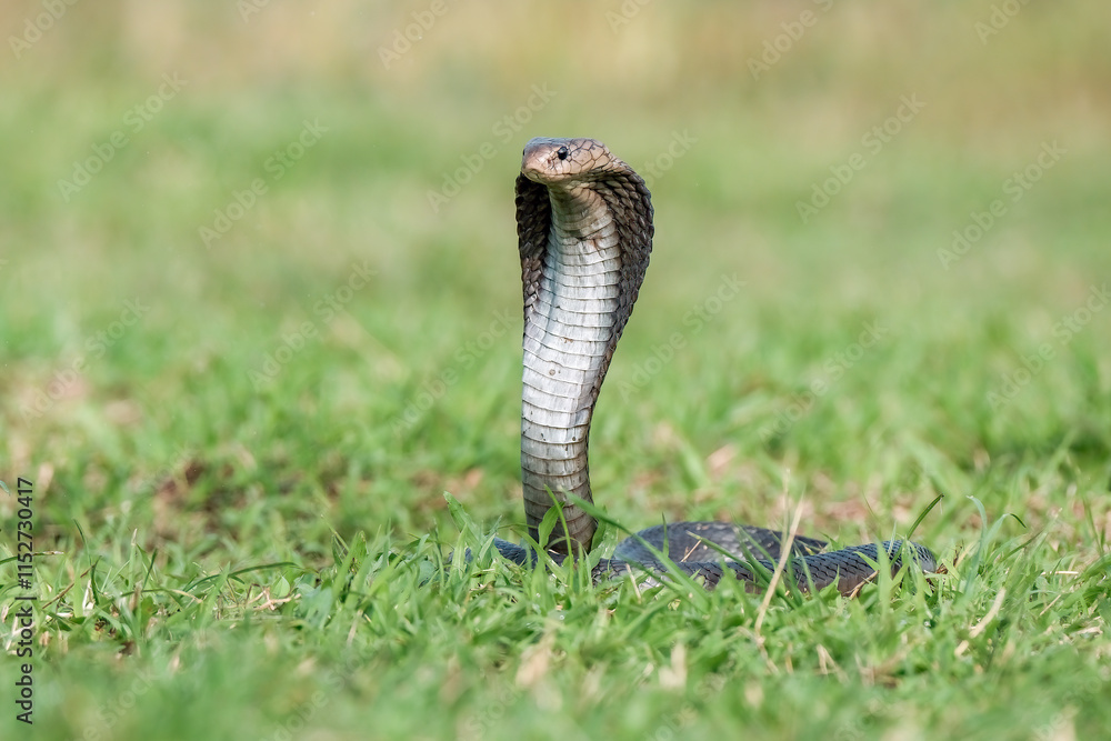 Fototapeta premium Naja sputatrix defensive positionon on the green grass