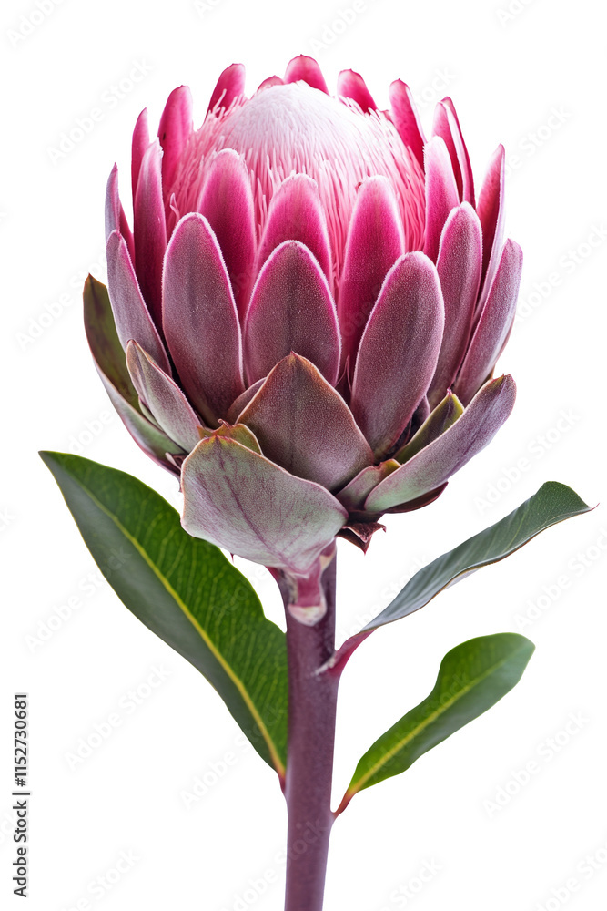 High-Quality PNG of Purple protea Isolated on White Background – High Resolution High-Quality PNG of Purple protea Isolated on White Background – High Resolution