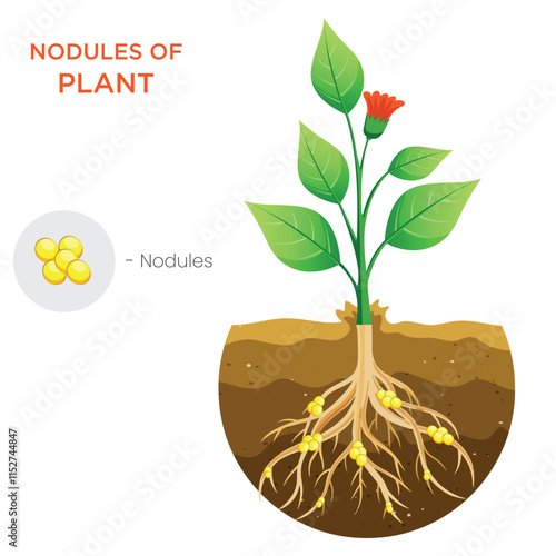 Illustration of Plant Nodules Nitrogen Fixation for Soil Enrichment