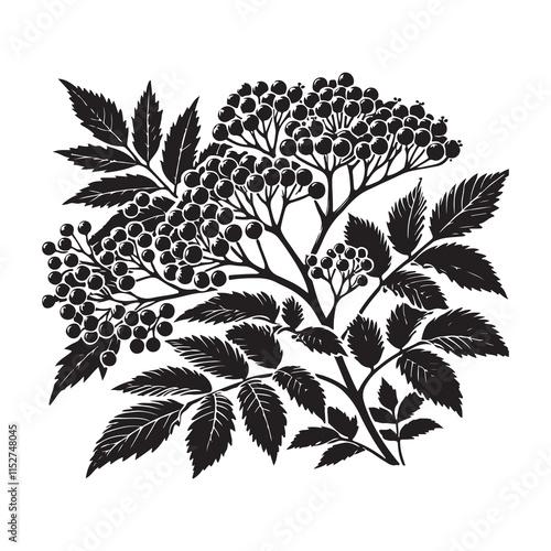 Elderberry Silhouette Vector Illustration, Solid White Background.