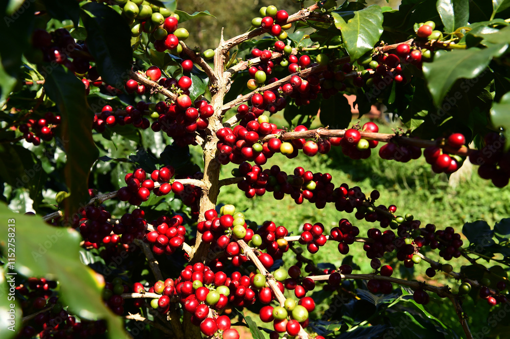Obraz premium Coffee beans ripening on a tree 