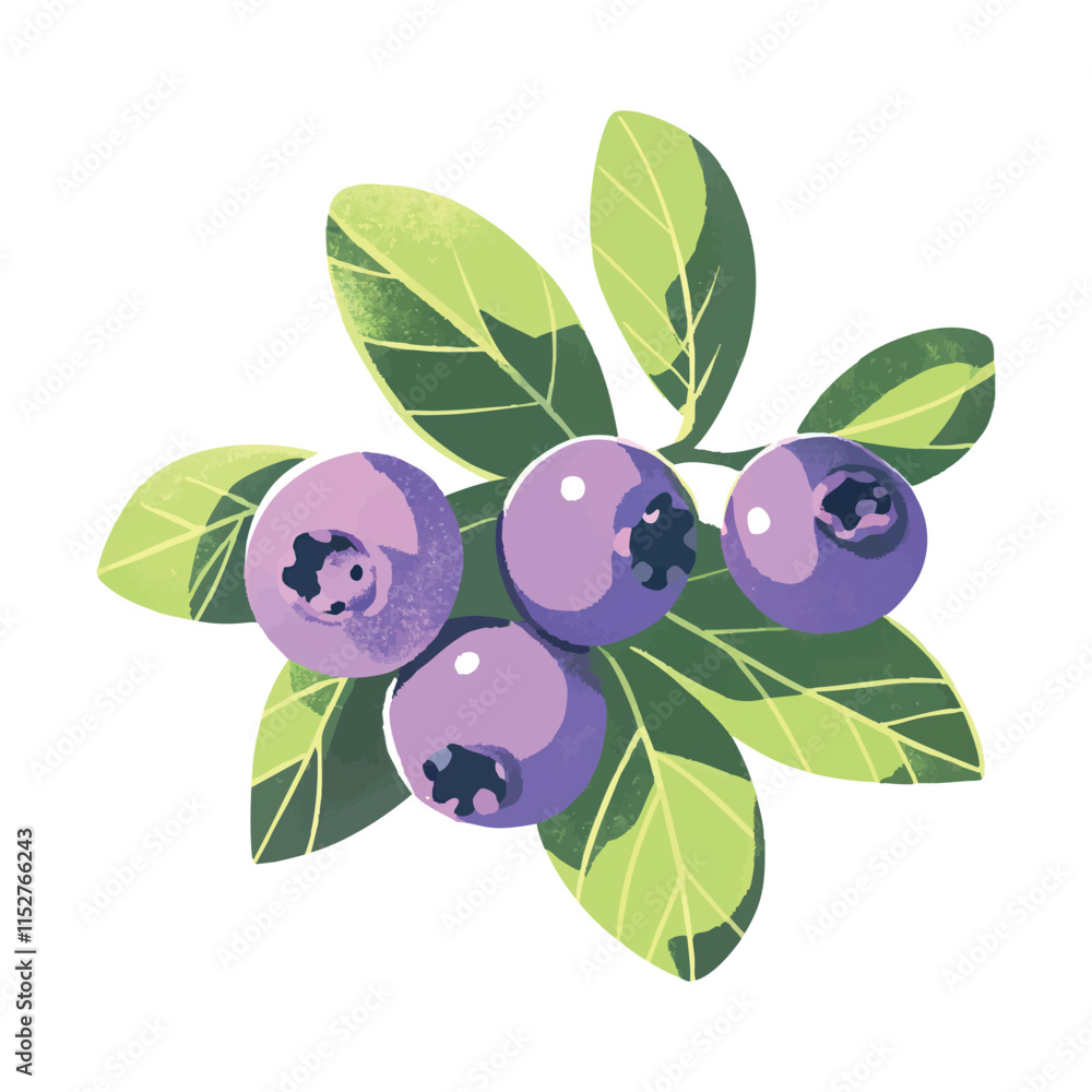 Vibrant vector illustration of Blueberries. Perfect for print and digital designs Vibrant vector illustration of Blueberries. Perfect for print and digital designs