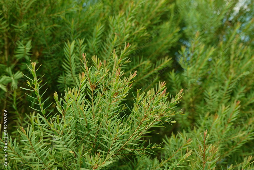 Melaleuca bracteata macro leaves small world Melaleuca bracteata macro leaves small world