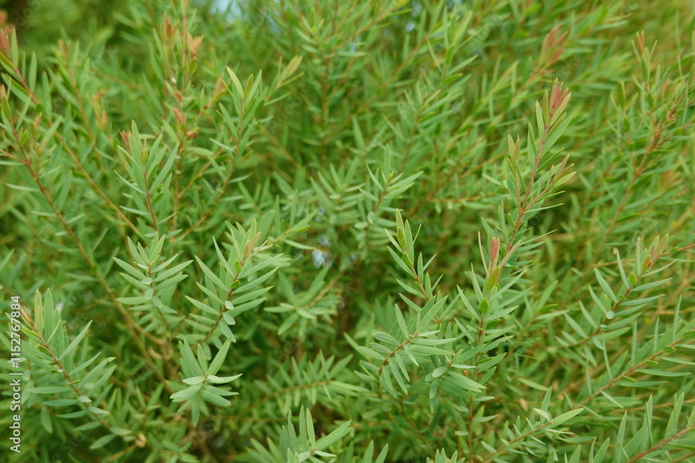 Melaleuca bracteata macro leaves small world Melaleuca bracteata macro leaves small world