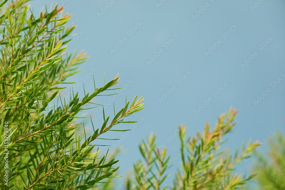 Melaleuca bracteata macro leaves small world Melaleuca bracteata macro leaves small world
