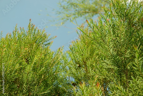 Melaleuca bracteata macro leaves small world photo