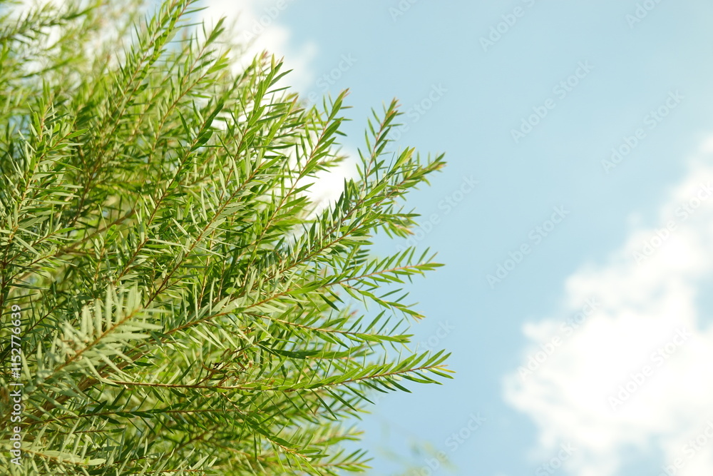 Melaleuca bracteata macro leaves small world Melaleuca bracteata macro leaves small world