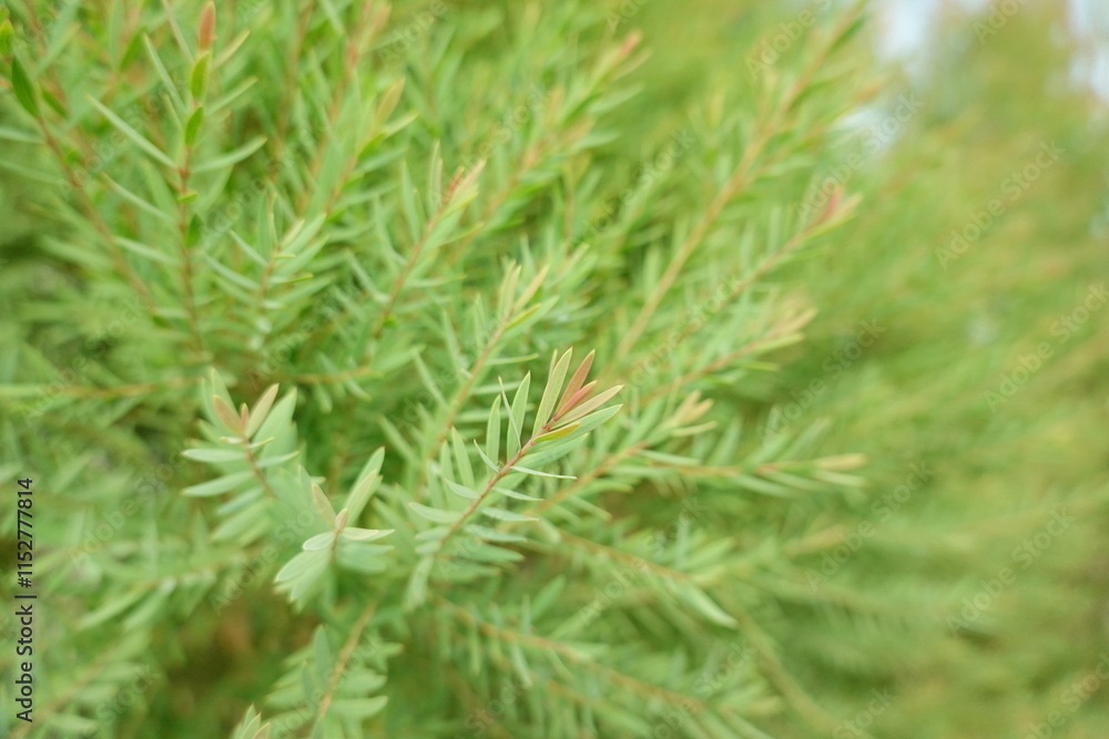 Melaleuca bracteata macro leaves small world Melaleuca bracteata macro leaves small world