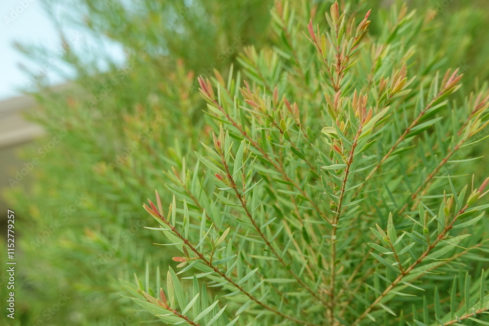 Melaleuca bracteata macro leaves small world Melaleuca bracteata macro leaves small world