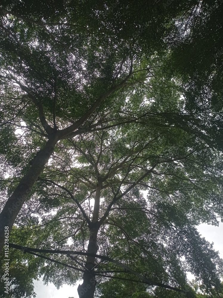 Fototapeta premium sun through trees