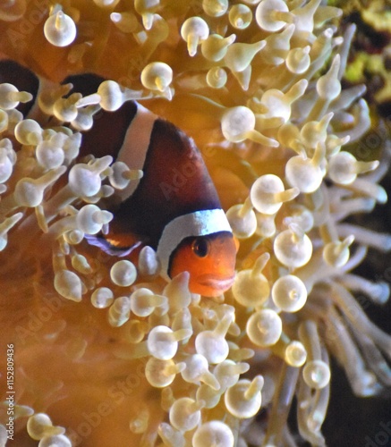 Clownfish, a tropical fish also known as an anemonefish, in a symbiotic relationship with a sea anemone.  photo