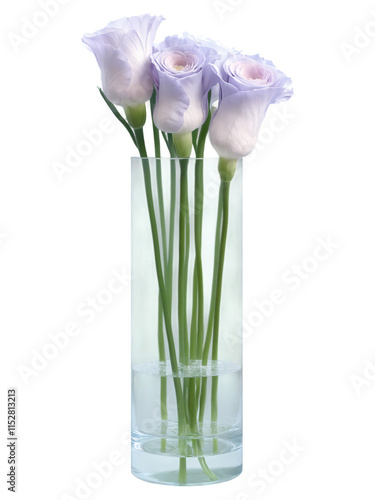 Eustomas (Eustoma) slender, cylindrical glass vase with water glowing in a faint lilac hue, holding a delicate arrangement of eustomas photo