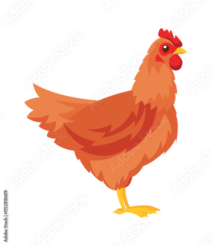 Adult chicken domestic farm bird