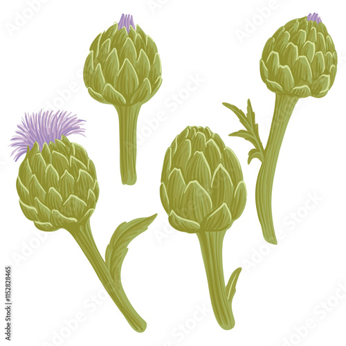 vector drawing green artichoke flowers, vegetables at white background, hand drawn illustration