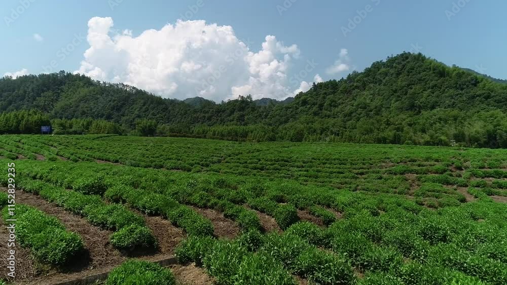 Explore the serene beauty of alpine tea fields under clear skies in stunning HD quality Explore the serene beauty of alpine tea fields under clear skies in stunning HD quality