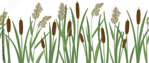 vector seamless pattern with lesser bulrush and reed, narrowleaf cattail, reedmace, vector drawing wild plants at white background,floral border, hand drawn botanical illustration