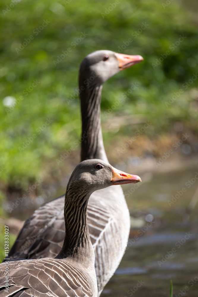 A beautiful and serene outdoor scene featuring two elegant geese gracefully positioned next to a tranquil water source A beautiful and serene outdoor scene featuring two elegant geese gracefully positioned next to a tranquil water source