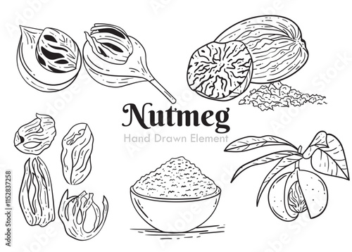 6. NUTMEG HAND DRAWN ELEMENT.eps