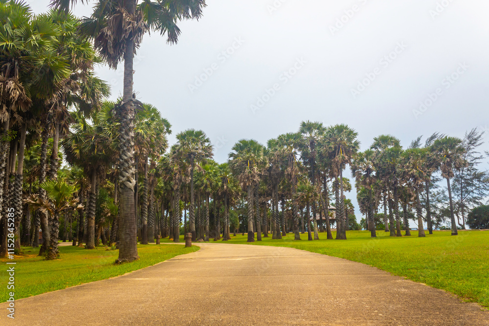 Fototapeta premium Palm or Toddy Palm Garden, Mu Ko Lanta National park, Krabi Province, Thailand. Nature landscape background.