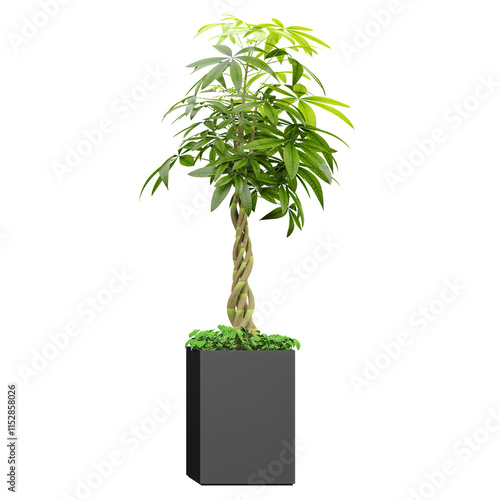 beautiful Guiana Chestnut plant in planter isolated on Canvas photo