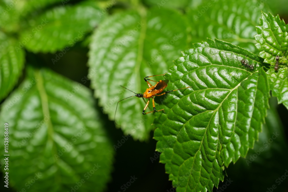 Cosmolestes picticeps is an insect, specifically a species of assassin bug belonging to the family Reduviidae. Cosmolestes picticeps is an insect, specifically a species of assassin bug belonging to the family Reduviidae.