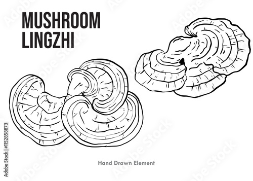 34. MASHROOM LINGZHI HAND DRAWN ELEMENT COLORING.eps