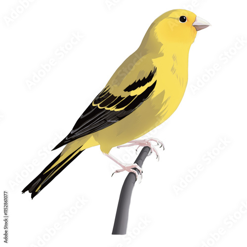 Cheerful Yellow Canary Portrait: Vibrant Songbird Illustration with Detailed Feathers and Natural Perch - Premium Vector Bird Art photo