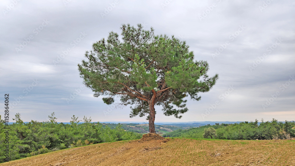 Fototapeta premium A Turkish pine (Pinus brutia) tree in a field in Mediterranean nature in a cold winter day
