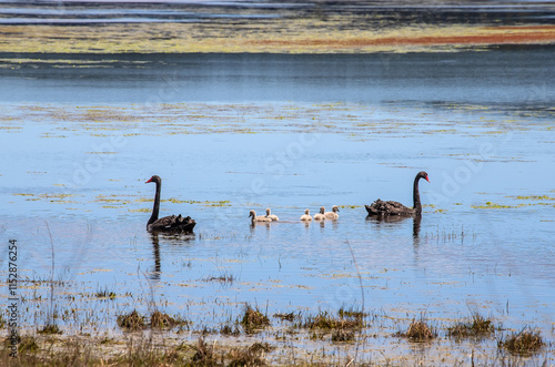 Black swan family gracefully floating on Myponga Reservoir, surrounded by serene water and natural beauty photo