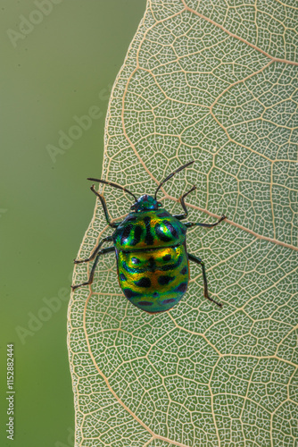 Scutelleridae is a family of true bugs. They are commonly known as jewel (stink) bugs or metallic shield bugs due to their often brilliant coloration. With the name based on the Asian genus Scutellera photo