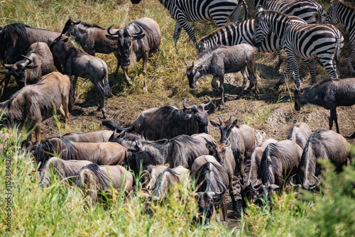 Around 1.5 million wildebeest, with hundreds of thousands of zebras, elands, gazelles and a retinue of predators, leave their calving grounds in the southern Serengeti. photo