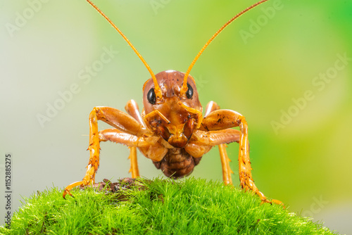 Hemideina ricta, known as the Banks Peninsula tree wētā, is an insect that is endemic to New Zealand